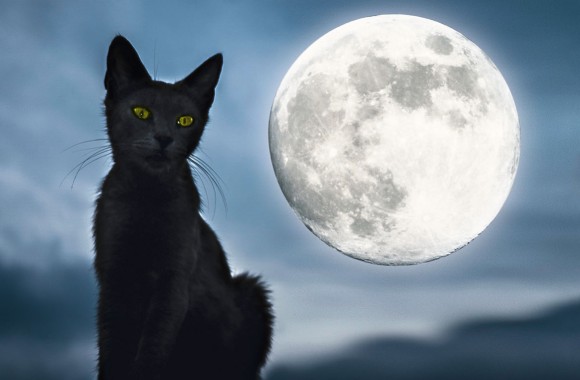 Schwarze Katze sitzt vor Vollmond