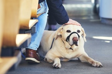 Ein Mann sitzt mit seinem Hund in der Straßenbahn, der Hund liegt neben ihm und trägt einen Maulkorb