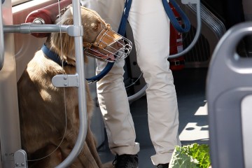 Hund in der Straßenbahn Linz