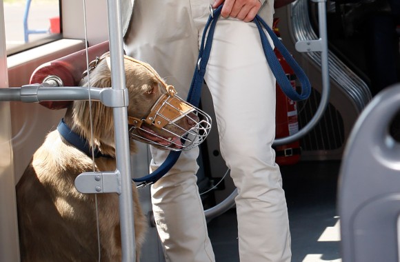 Hund in der Straßenbahn Linz