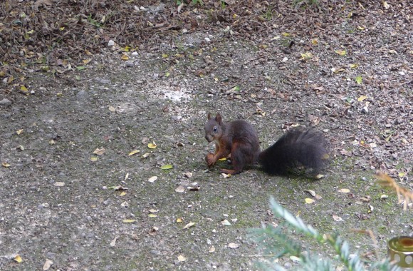 Eichhörnchen im Urnenhain Urfahr