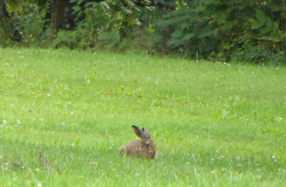 Hase im Urnenhain Urfahr