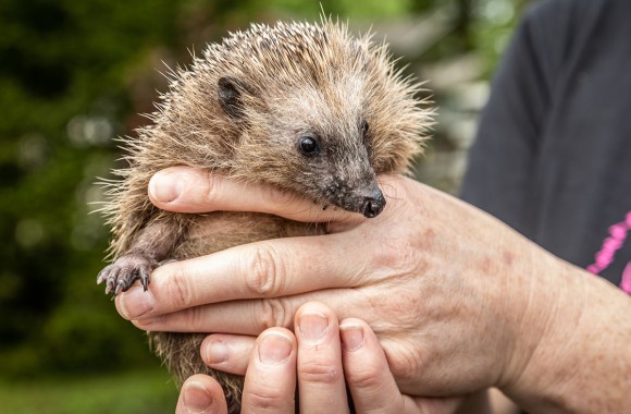 Igel wird in Hand gehalten