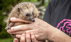 Igel wird in Hand gehalten