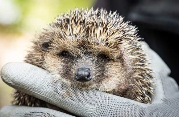 Igel norbert schaut in die Kamera