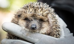 Igel norbert schaut in die Kamera