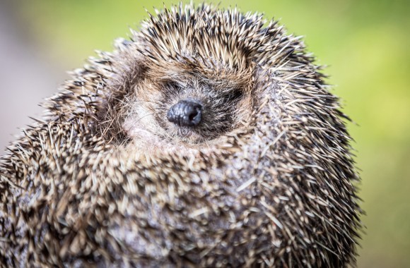 Igel zusammengerollt