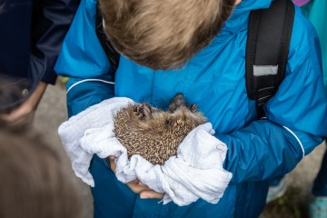 Schüler in blauer Jacke hält Igel in seinen Händen