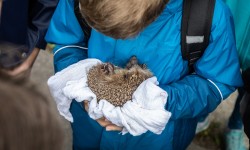 Schüler in blauer Jacke hält Igel in seinen Händen