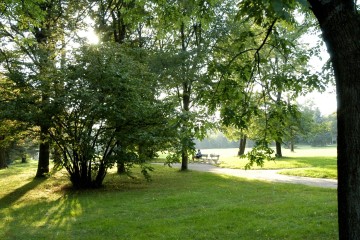 Der Wasserwald Scharlinz an einem sonnigen Tag.