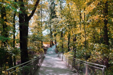 Weg im Wald