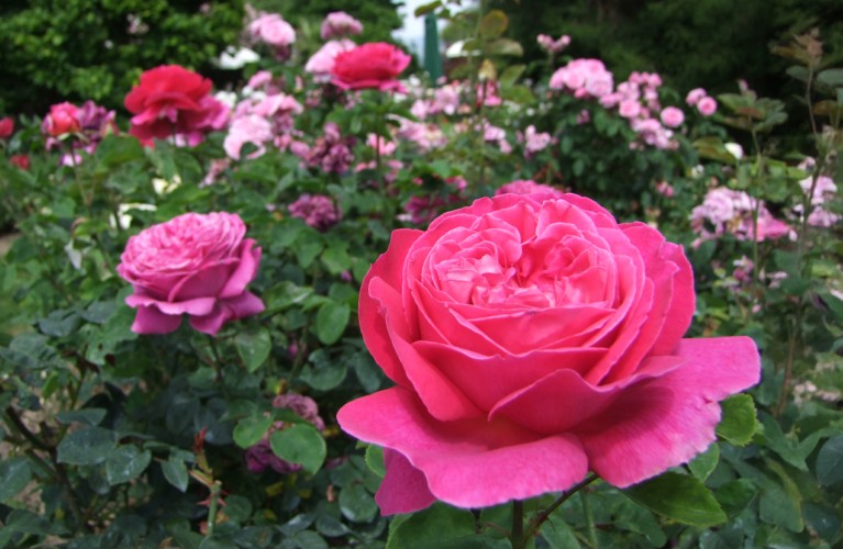 Rose